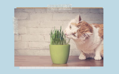 Rośliny doniczkowe szkodliwe dla kota
